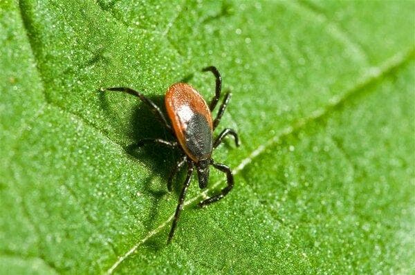 17个辣椒病虫害防治方案