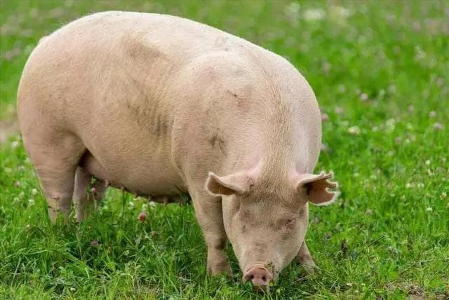 如何提高母猪繁殖效率进而提高产仔数？牢记这几点