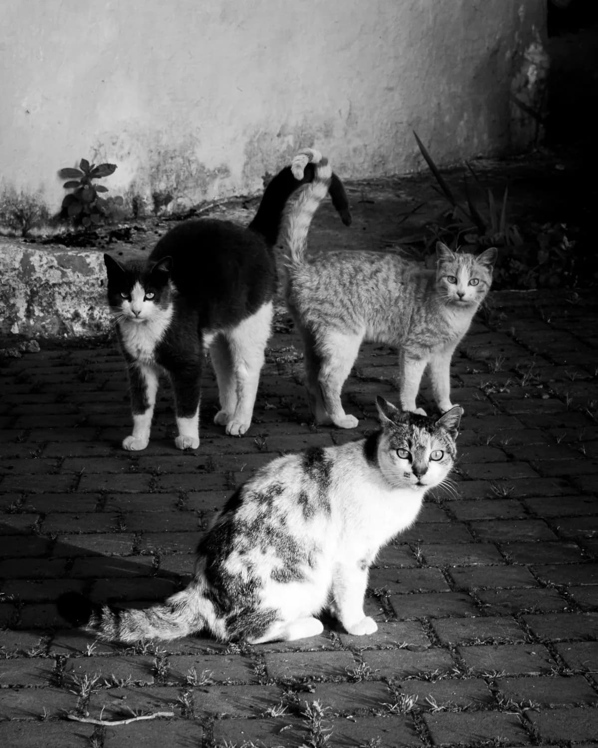 朱天心《猎人们》：流浪猫的社会化秘密