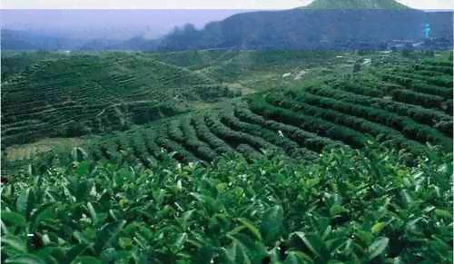 茶的历史沿革与文化传承：从古代起源到现代泡茶方法的全面解析