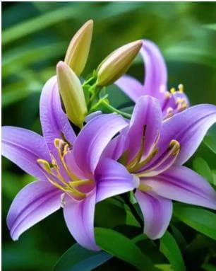 紫色的花有哪些？花语是什么？