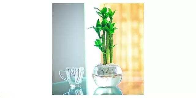 冬季室内最宜养的8种水培植物！点缀净化增湿，一举三得！