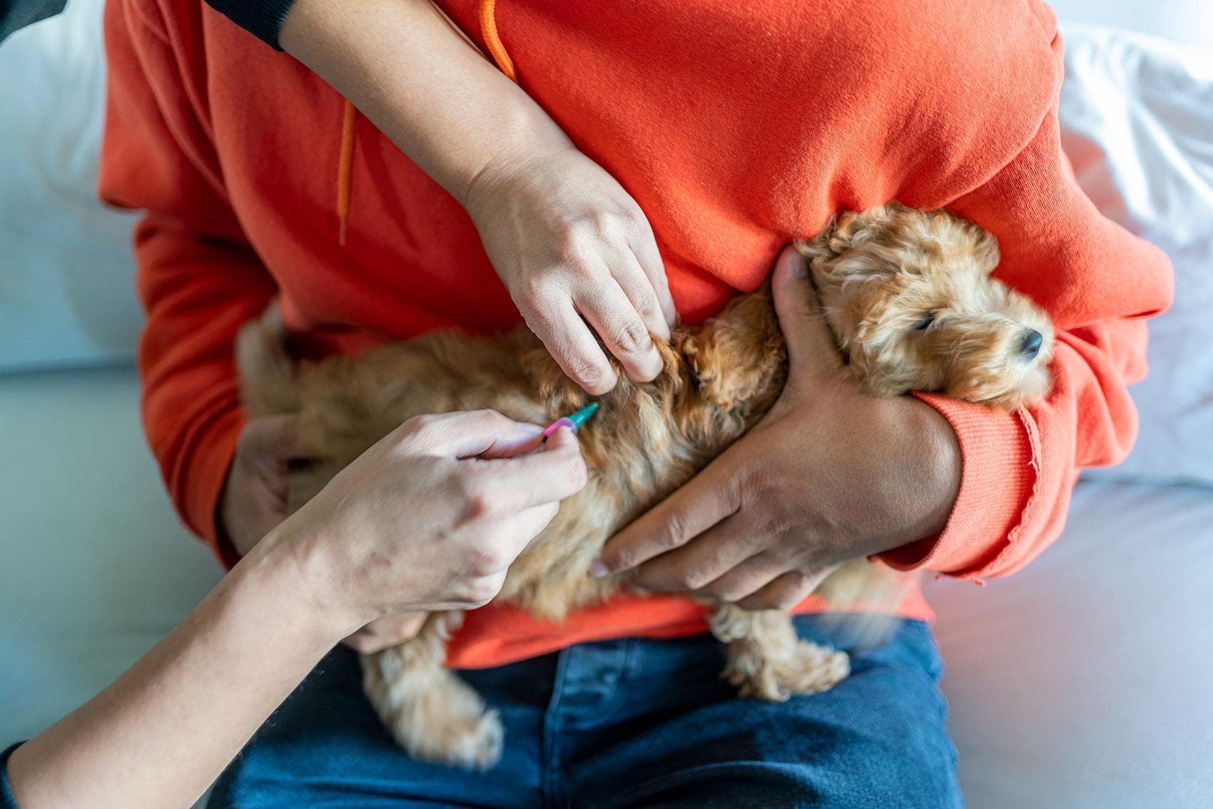 狂犬病发病数17年来首次上升！规范预防刻不容缓
