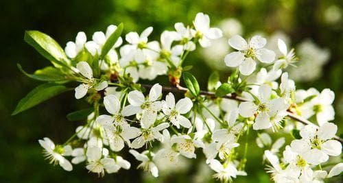 樱桃开花结果的生长过程（春天的美丽樱桃花与夏季的鲜红果实）