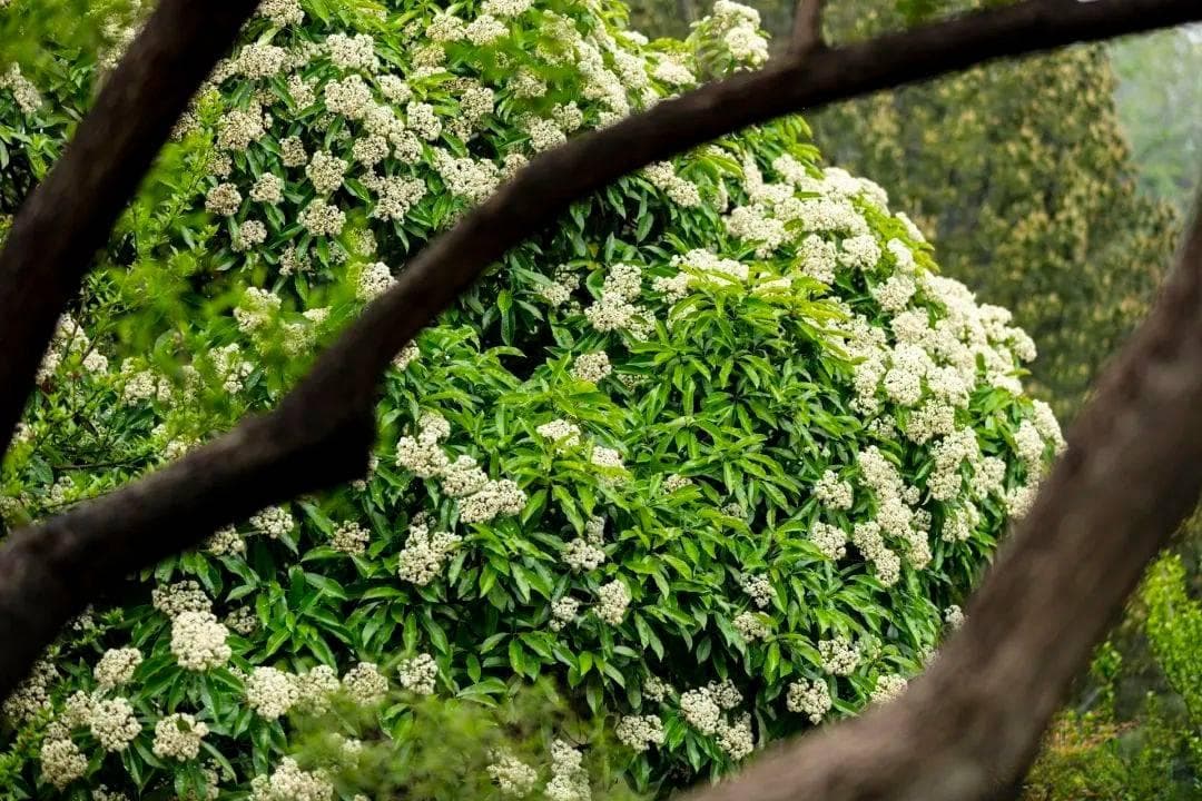 又臭又腥的石楠花，为什么满大街都种？