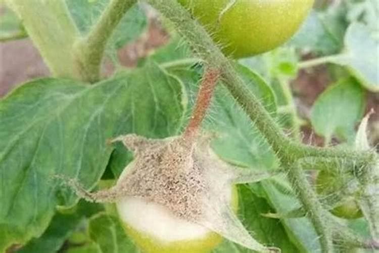 战胜植物杀手：策略与实践——防治和治疗番茄青枯病全攻略