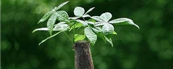 怎样才能养好发财树（养护发财树的管理要点）