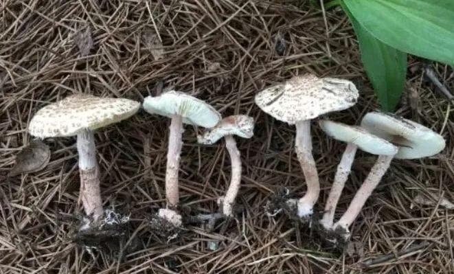 揭秘北京地区常见毒蘑菇，若中毒这样急救！