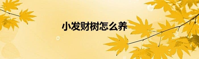 小发财树怎么养