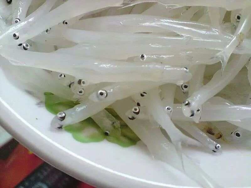 姑苏纪事：“太湖三白” 之银鱼