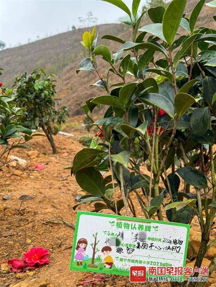 那些年种的树，如今还好吗？丨植树节特别策划