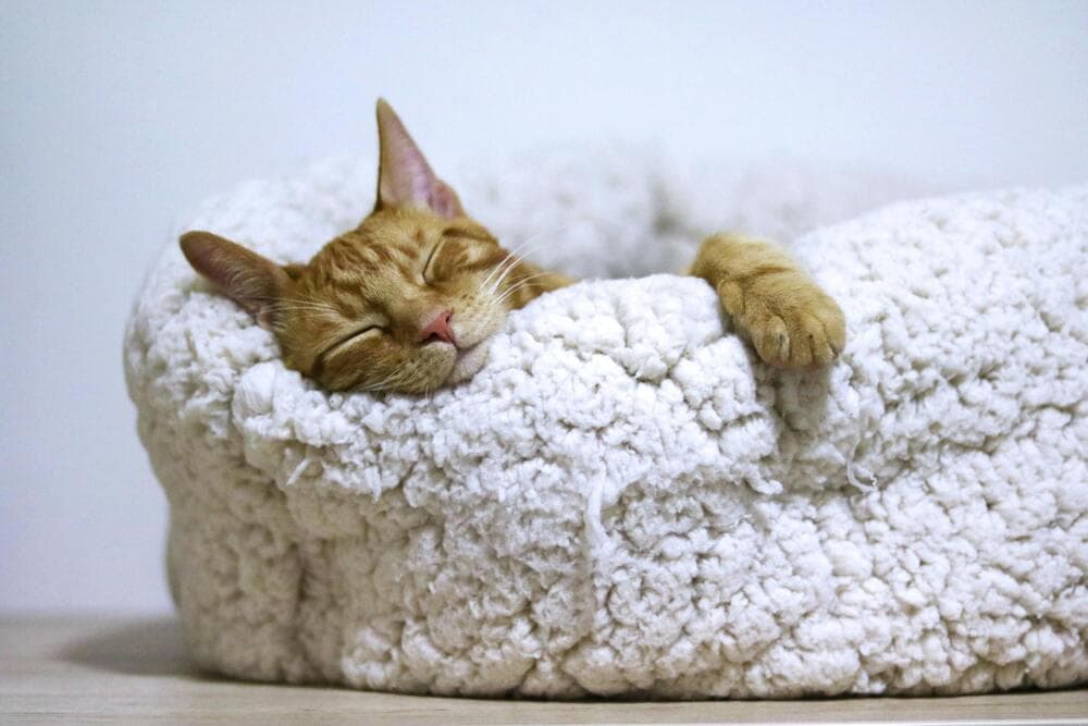 让猫咪轻松适应新家！搬家不再焦虑的实用全攻略