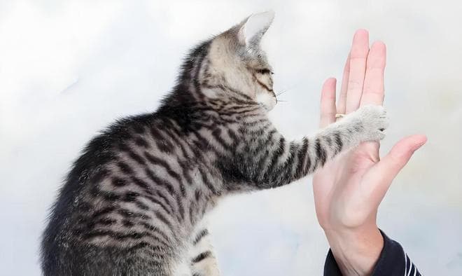 猫爪背后的情感密码