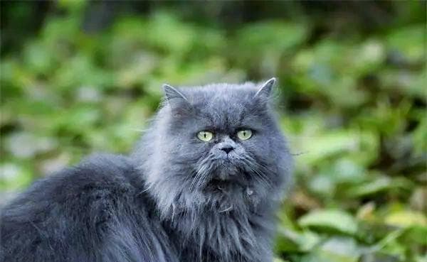 波斯猫全方位指南：品种介绍、性格特点与生活习性等详解