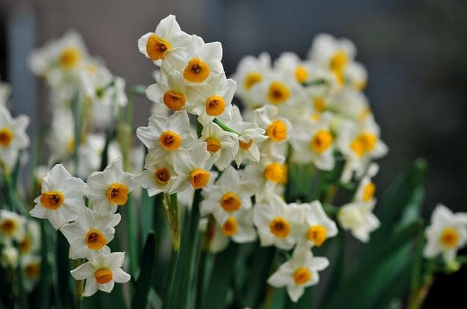 水仙花语：纯洁高雅的君子之花