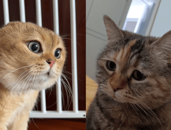 占据互联网大半的猫梗，永远是人们生活的调味剂