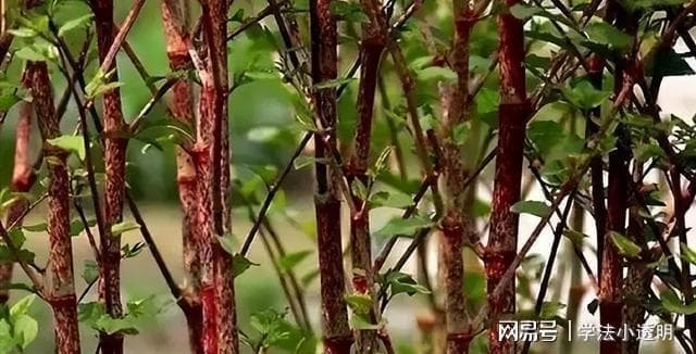 日本虎杖在英国泛滥，每年10亿都无法清除，为何我国却大量种植？