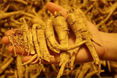 花旗参的功效与食用方法全解析