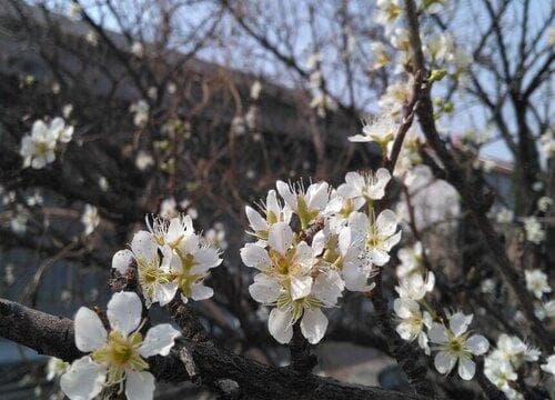 杏花是什么颜色的？从含苞到盛开的色彩变化