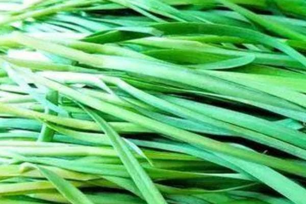 高叶黄素的10种蔬菜