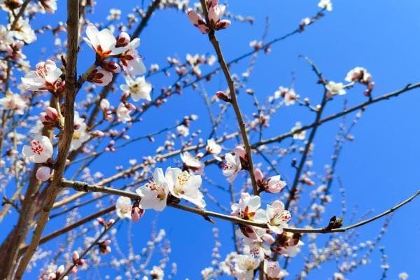 哈尔滨春季赏花全攻略：9种花卉20余处赏花地