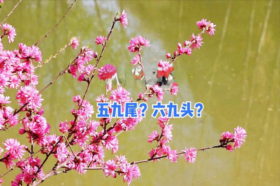 今日立春，在“五九尾”还是“六九头”？预言准不准？农谚咋说？