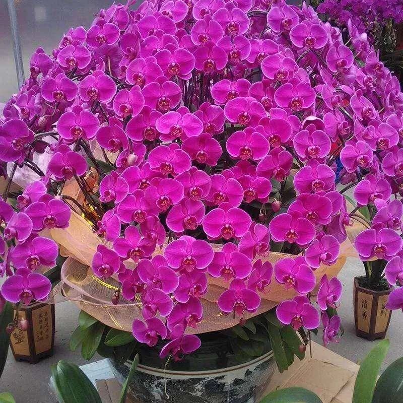 春节养花养“3种”，花量大，花色鲜，很好养，漂亮又旺宅
