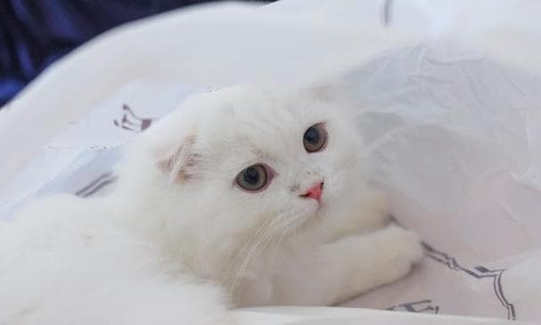 梦见小猫咪的深层含义