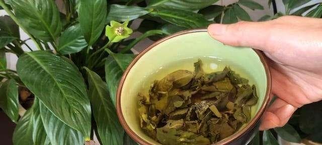 茶叶水的养花效果、适合浇什么花、正确使用茶叶水浇花的技巧