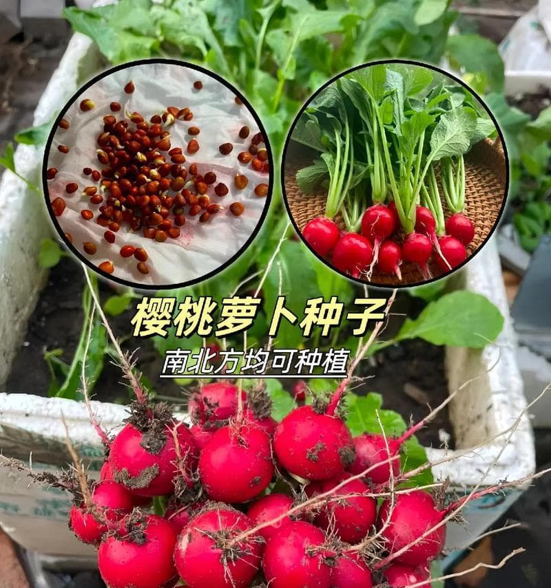 胡萝卜种植指南：最佳月份与方法详解