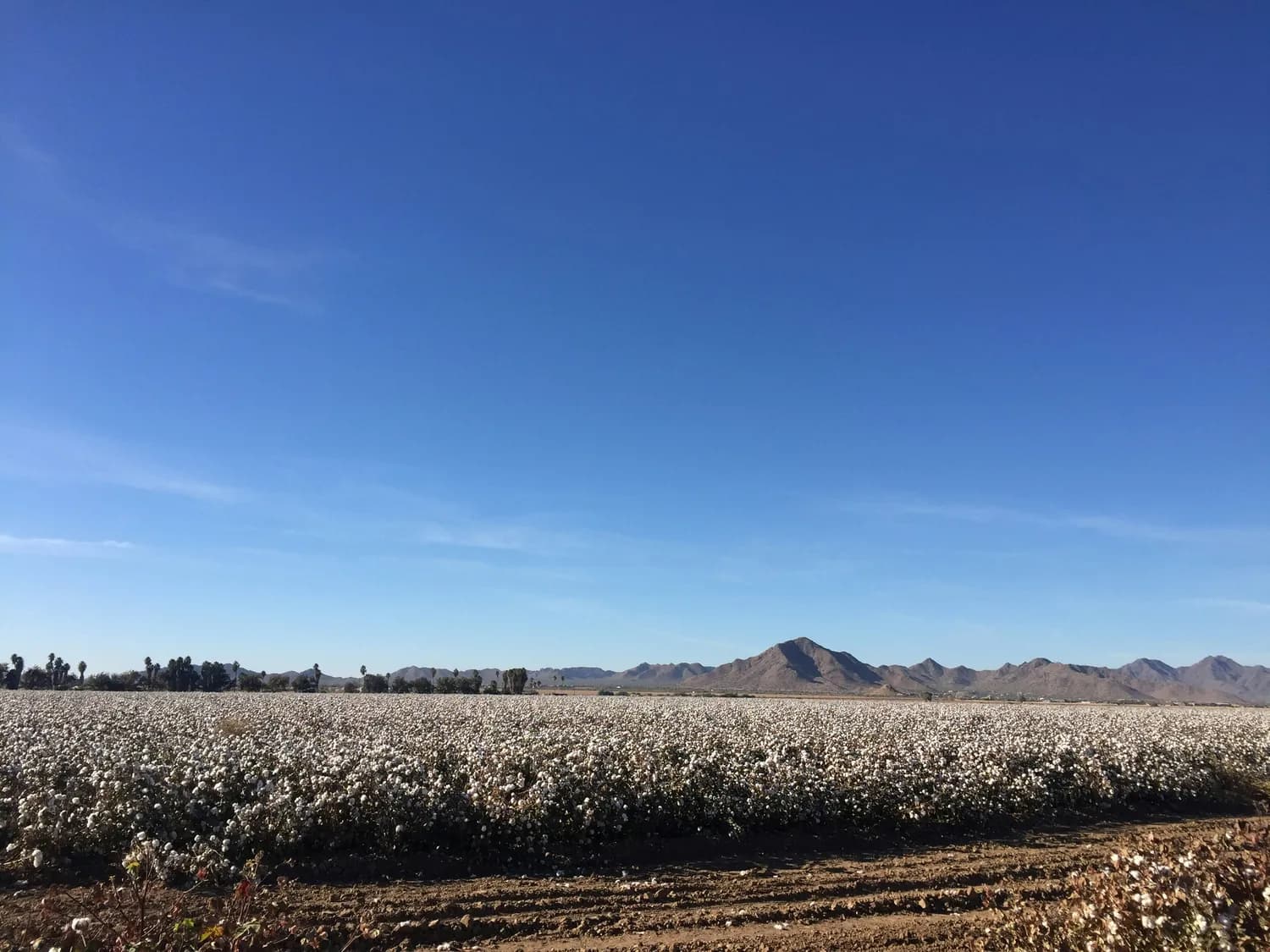新疆棉花：科技创新与绿色发展双轮驱动的产业新篇