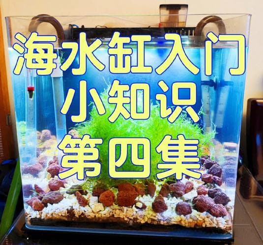 改善你家海缸水质只需6步一起来看看吧