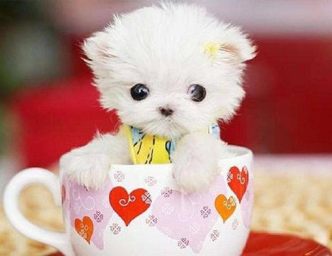 茶杯犬现象：基因工程的胜利，还是伦理的边缘？