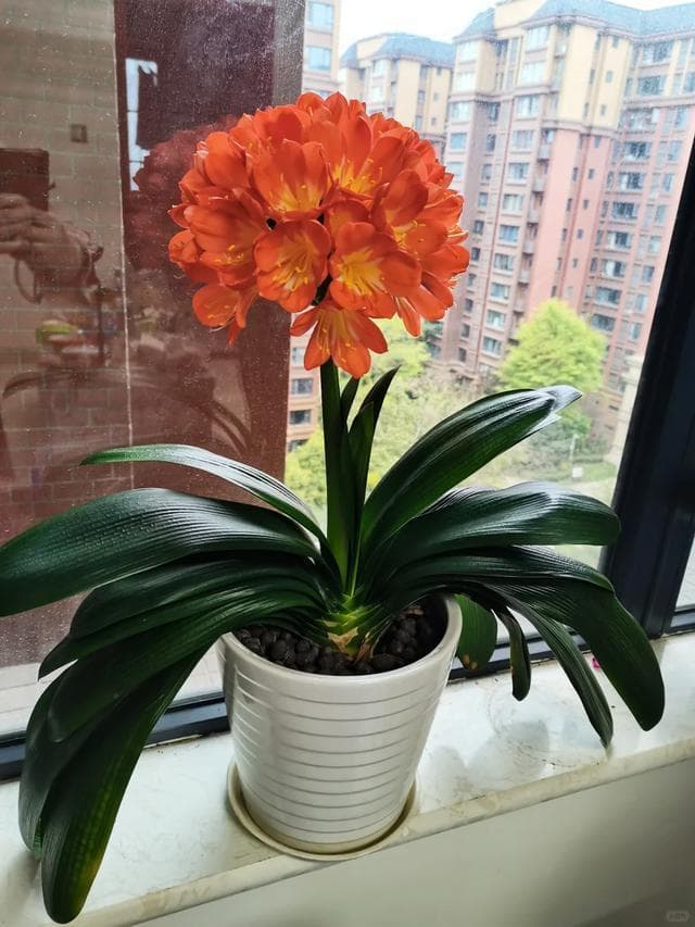 君子兰开花秘籍：掌握家庭护理技巧每年轻松绽放