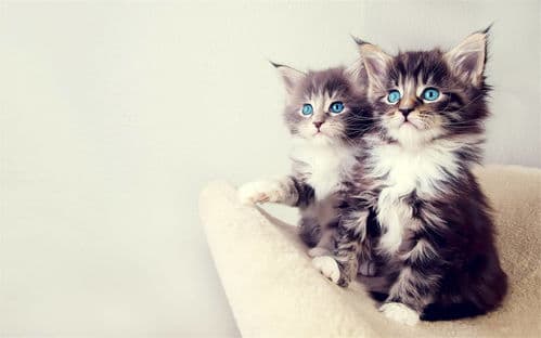 小猫挠人？告别讨嫌，学招止挠！