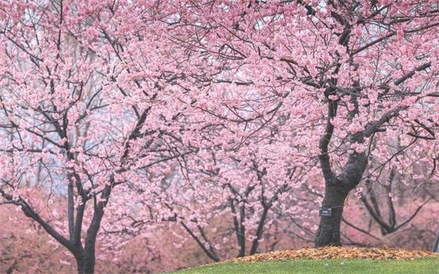 6种春花开启新一年赏花季，今年申城公园有这些花事