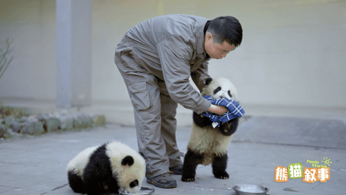 纪录片《熊猫叙事》开启中国大熊猫的世界奇妙游