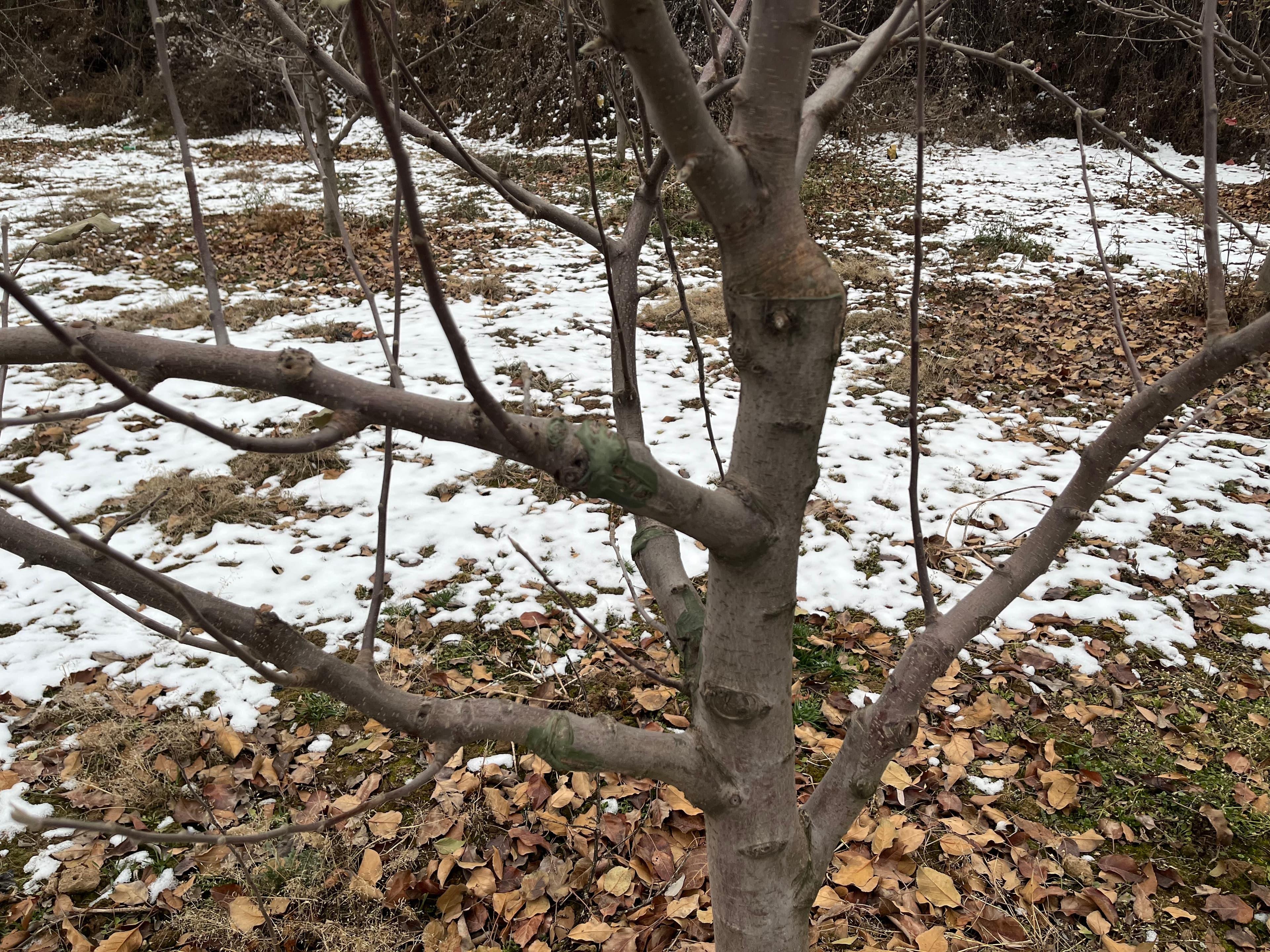 静宁果农王恩科：苹果树的嫁接技术