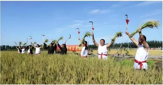 内蒙古：让“中国碗”盛更多“塞外粮”
