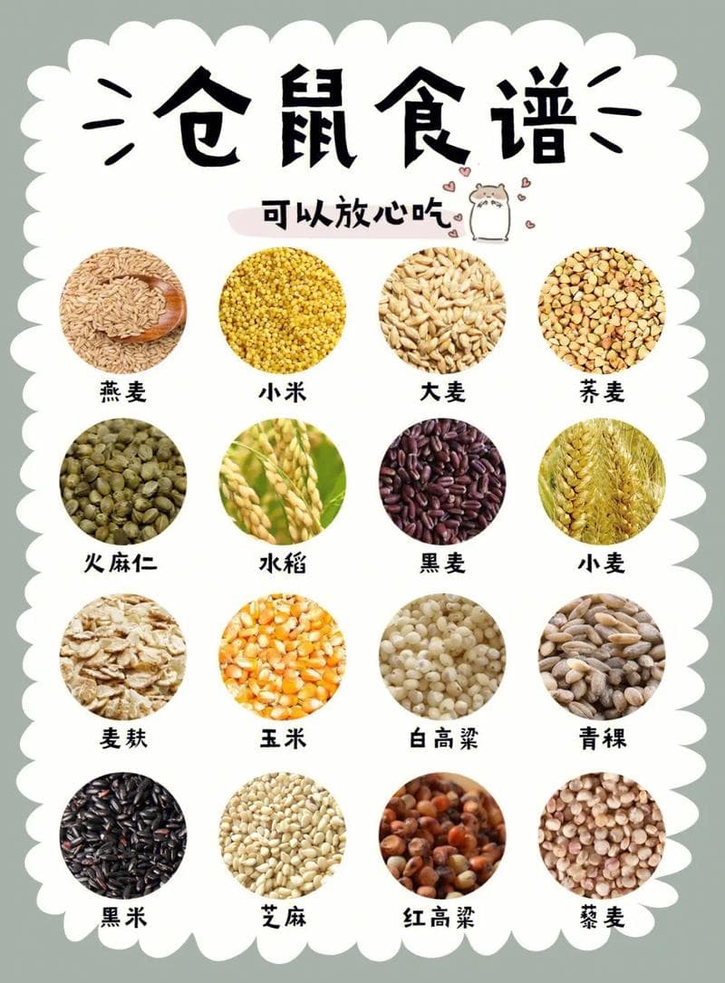仓鼠食量全攻略：一天吃多少？一周吃多少？怎么喂？