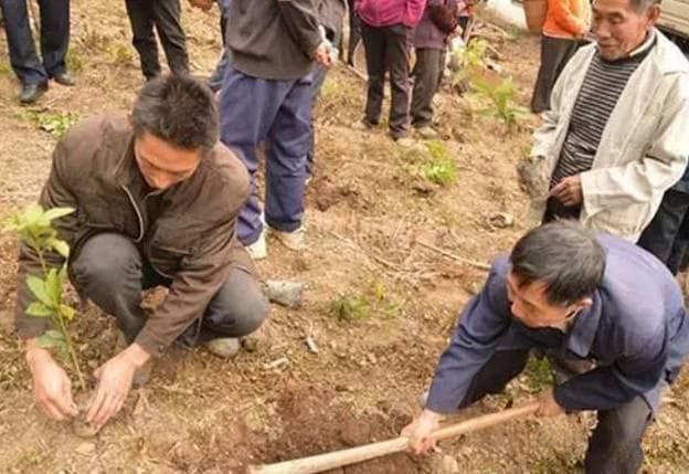 苗木栽植深度全攻略：从栽植到养护的关键要点