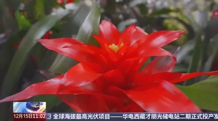 斗南花卉“大产业” 激活全国“花经济”