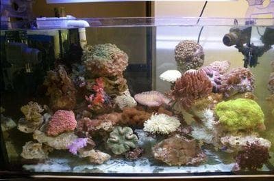 海盐在鱼缸中的应用：功效与使用注意事项
