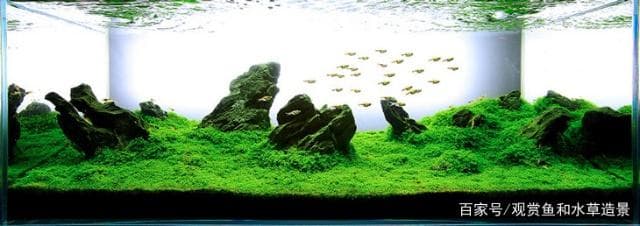 鱼缸种植水草的六大益处，你知道几个？