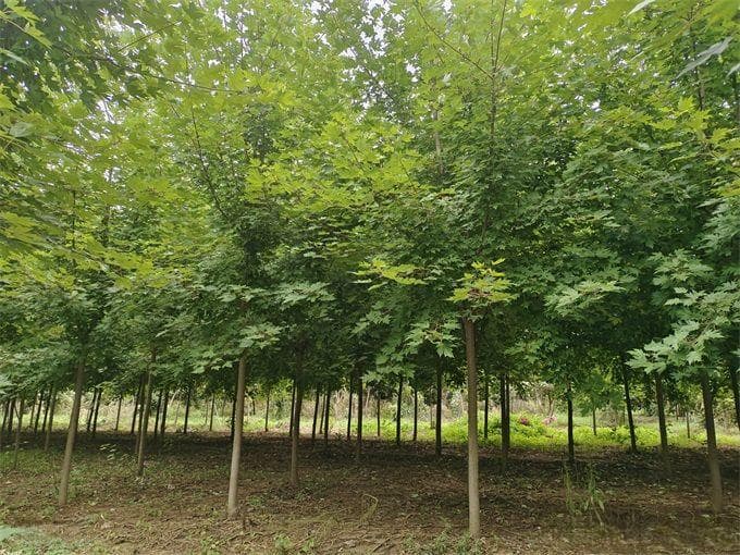 枫树在花园庭院中的应用详解