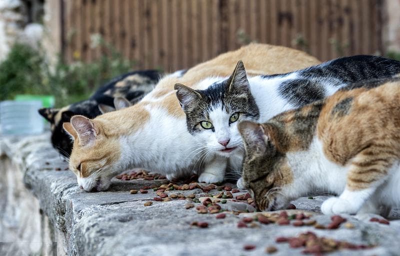 流浪猫致人摔伤投喂者赔24万！专家：如长期投喂形成控制，属实际饲养