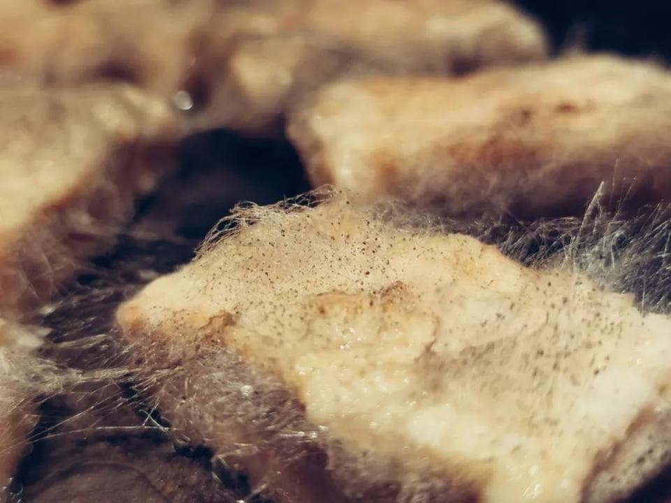 这几种长毛又发霉的食物，竟然更好吃了！打赌你没吃过