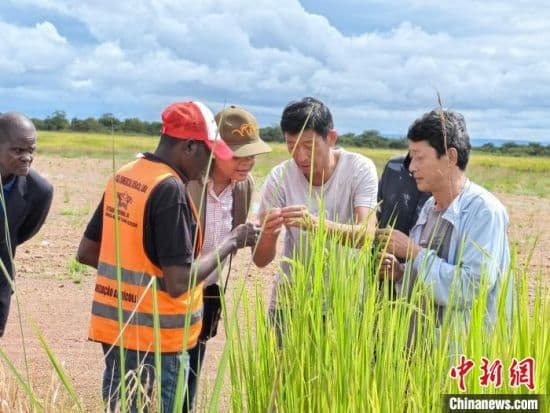 从“一粒种子”结缘 湘非探索农业产业链合作新篇