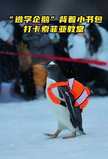 只有南极有企鹅？QQ究竟是哪种企鹅？企鹅冷知识大揭秘！