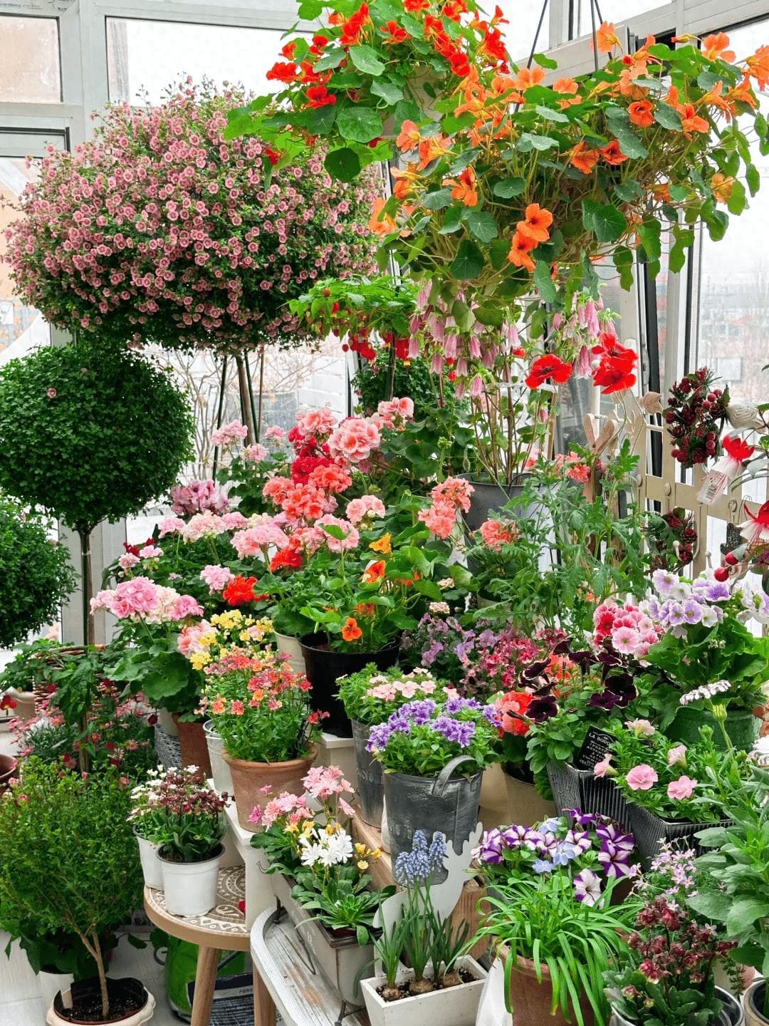 16种花，超喜欢小花盆，盆越大，越容易出“废品”